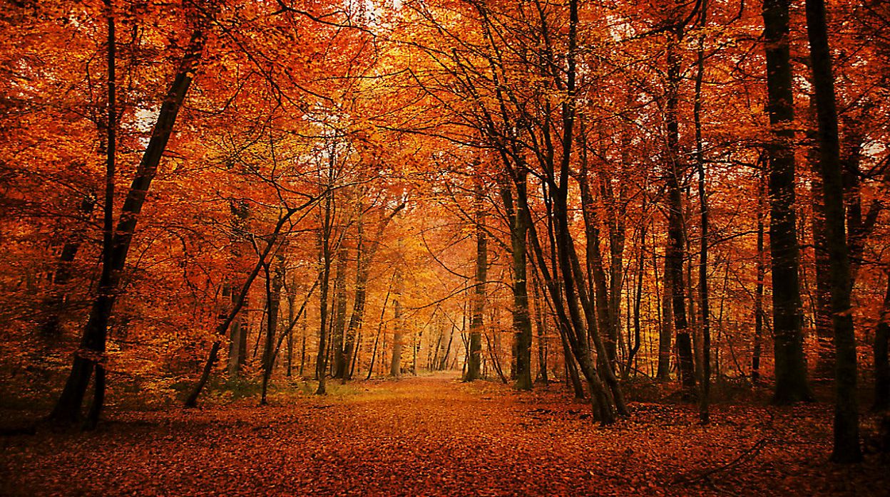 Colorful fall leaves. (Getty images)