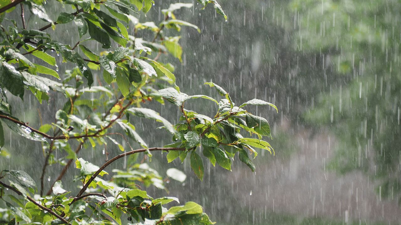 Kentucky Rainfall Totals