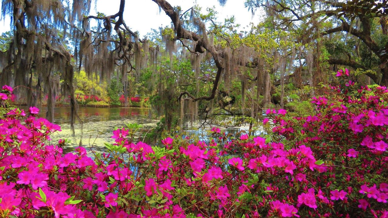 Azaleas at Airlie Gardens in Wilmington.  Photo by Chantal Jonas.