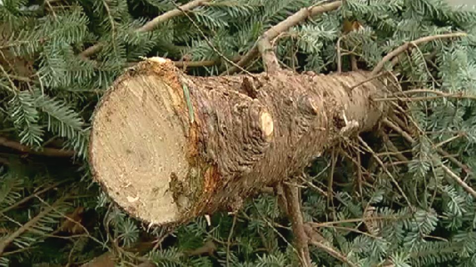 Real Christmas trees trigger allergies