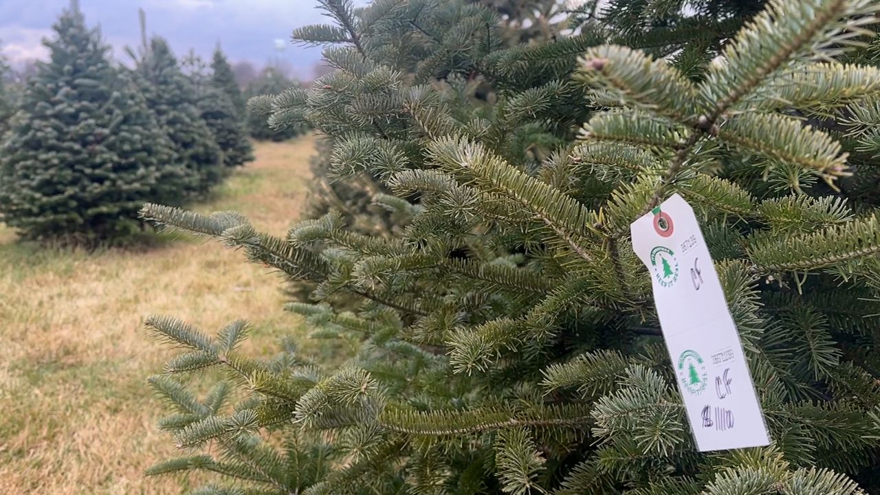 Travis County Christmas tree recycling