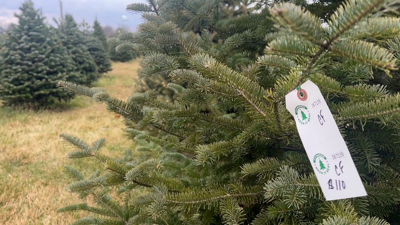Demand, prices for live Christmas trees rising