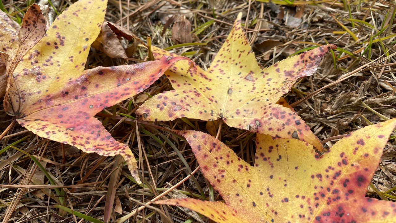 https://s7d2.scene7.com/is/image/TWCNews/yellow_leaves1_CThompson_NC_Raleigh_101322