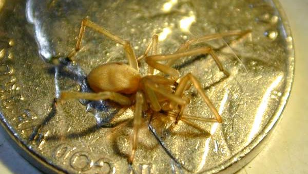 Wisconsin School Closes After Spiders Bite Student Teacher   Yellow Spider Uw