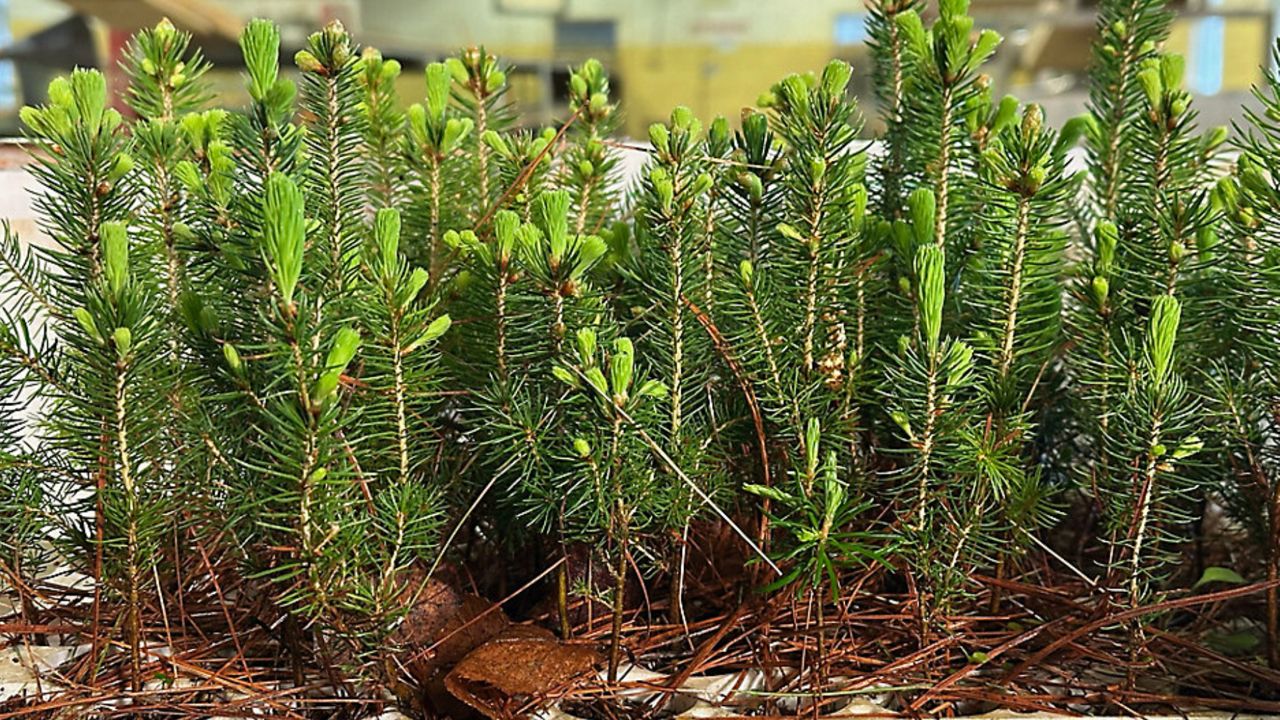 spruce tree seedlings