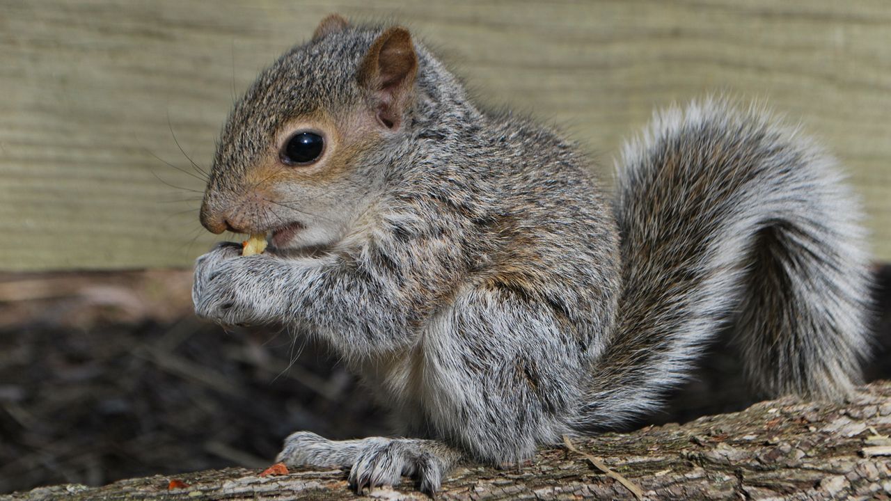 Residents who find young eastern gray squirrels on the ground may try to offer food or care, but wildlife officials urge patience. (Photo: Jim Combs)