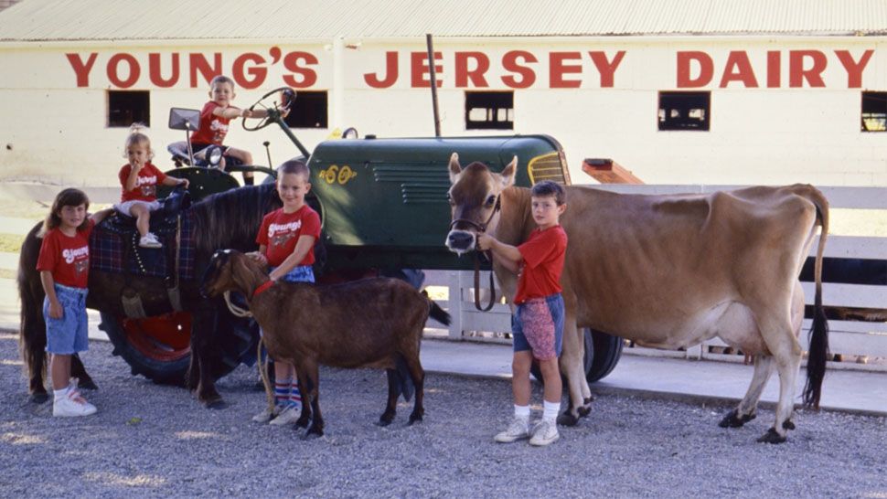 Young's Jersey Dairy 150 Years and Still Going Strong