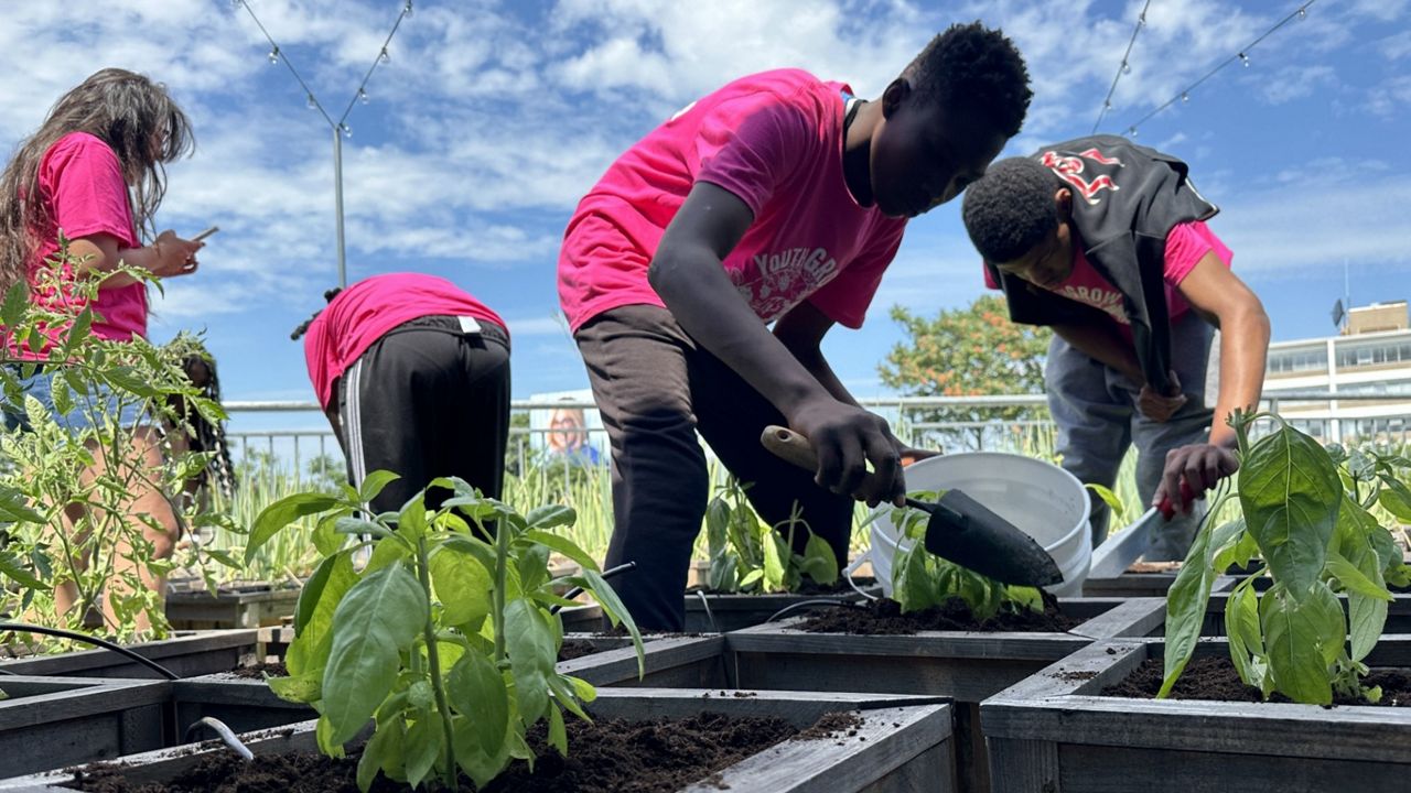 YouthGROW participants working at WooSox Farms at Polar Park. (Spectrum News 1/Cam Jandrow)