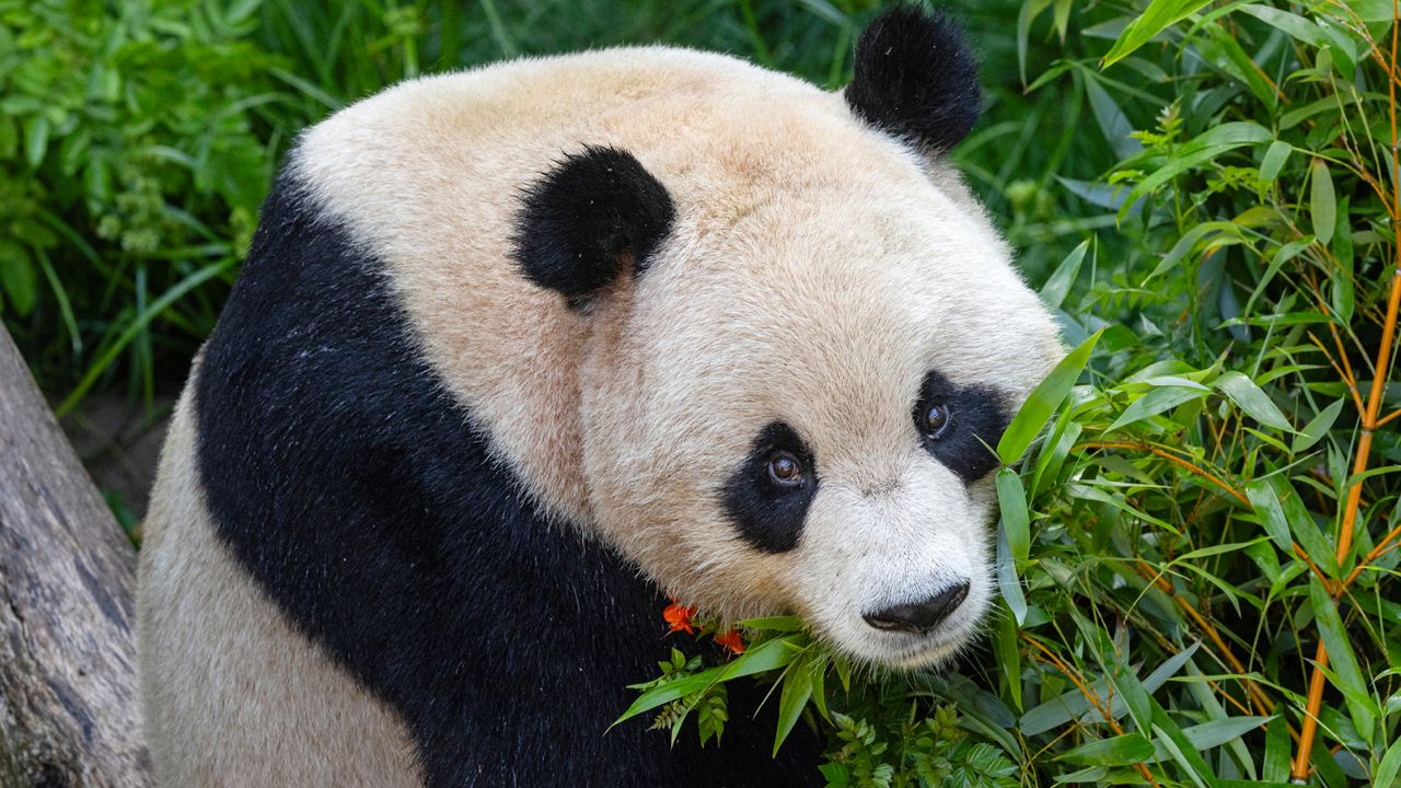 This photo provided by the San Diego Zoo Wildlife Alliance shows giant panda Yun Chuan, a nearly five-year-old male panda on Wednesday in San Diego. (Ken Bohn/San Diego Zoo Wildlife Alliance via AP)