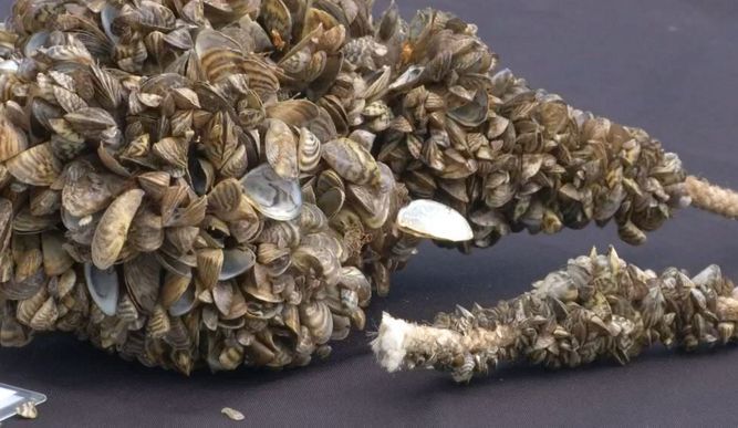 Zebra mussels infesting two more Texas lakes