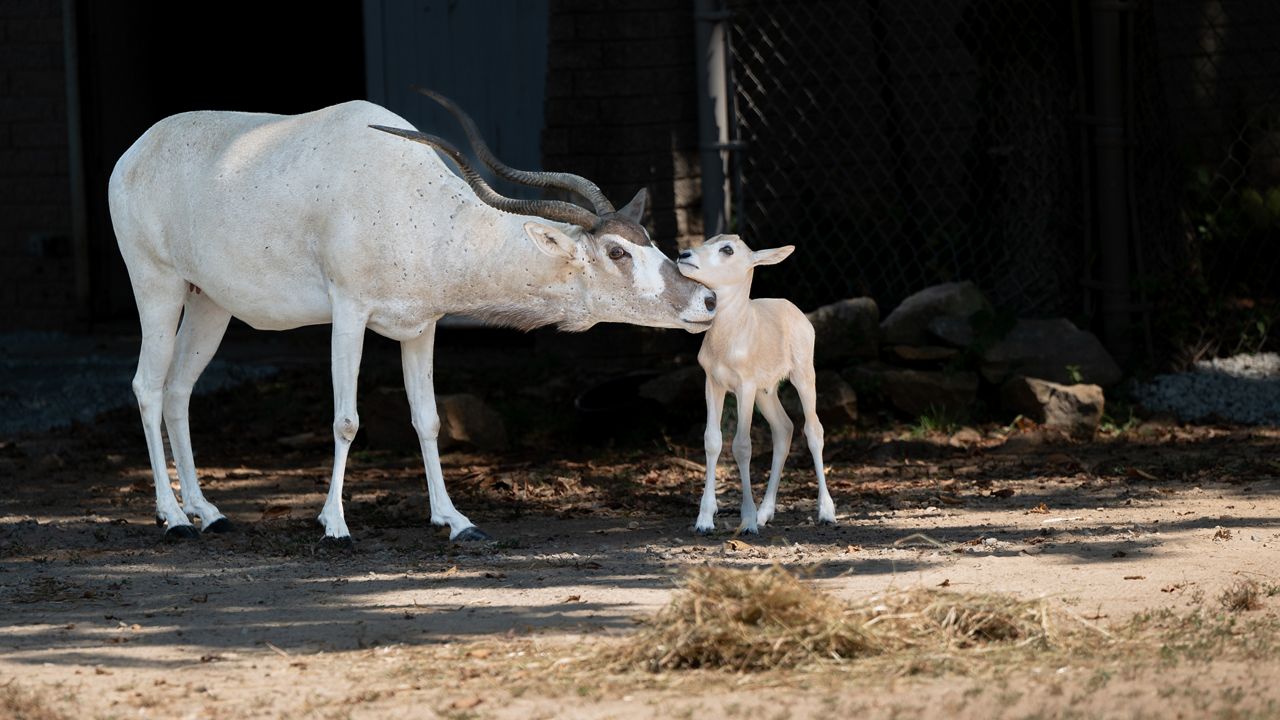 Summer baby boom continues at Louisville Zoo with new addax calf