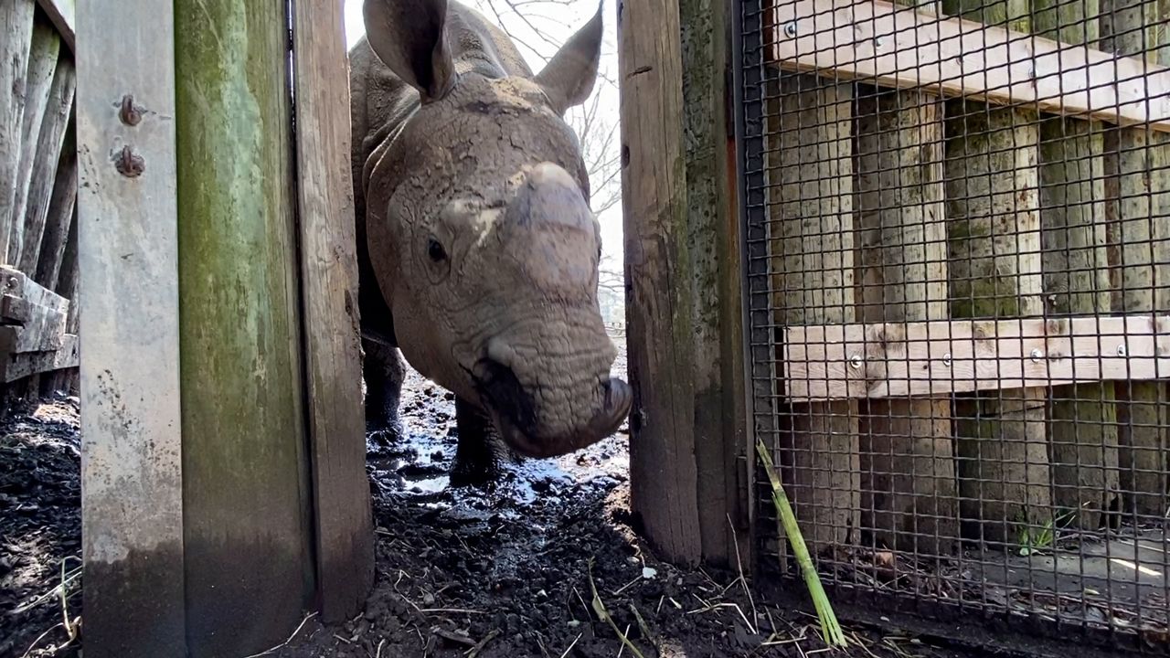 Buffalo 'Zoo Poo' can help your garden and the environment