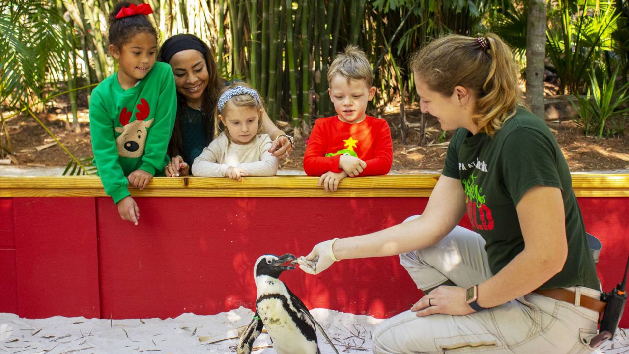 ZooTampa at Lowry Park's Christmas in the Wild event will take place from Nov. 29 - Dec. 23. (Photo: ZooTampa)