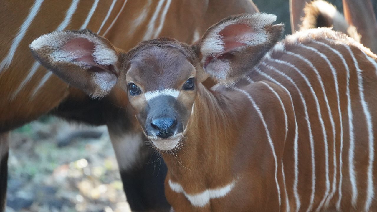 ZooTampa at Lowry Park welcomed a critically endangered Eastern bongo calf, Millie, on Jan. 24., 2025. (Courtesy: ZooTampa)