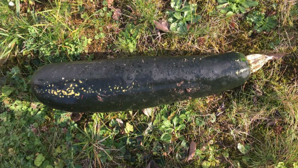 In this handout photo released by the police of Karlsruhe, a zucchini is pictured in a garden in Bretten, Germany, Friday, Nov. 3, 2017. A worried resident alerted to police to what he thought was a World War II bomb in his garden. Officers found a particularly large zucchini. (Karlsruhe Police Photo via AP) 