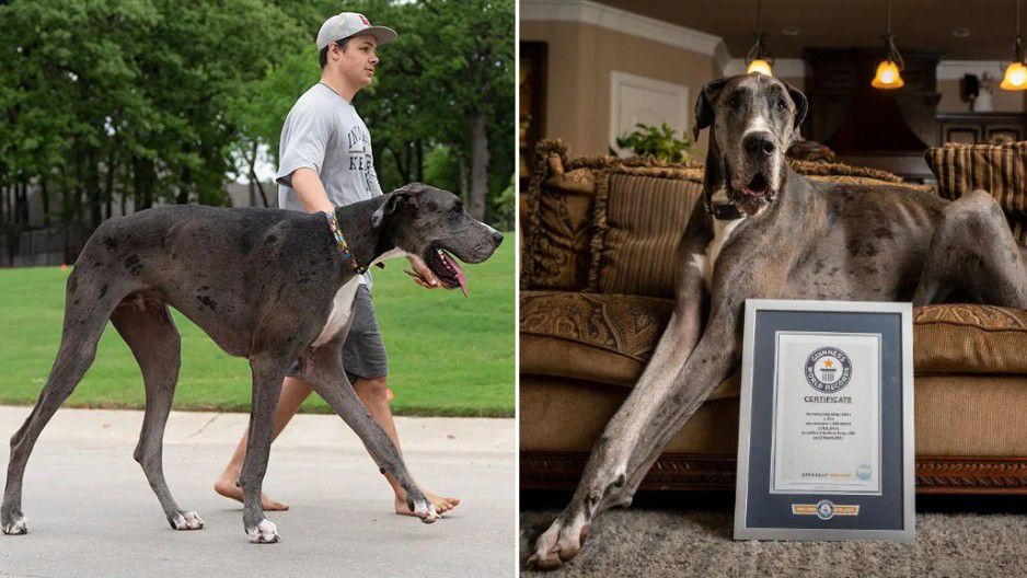 Zeus, a grey and brown 2-year-old, stands at 3 feet, 5.18 inches tall.