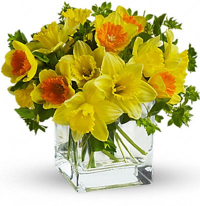Shop for Narcissus / Daffodils