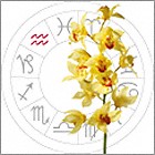 Orchid