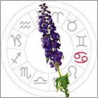 Delphinium