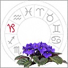 African violet