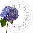 Hydrangea