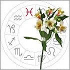 Alstroemeria