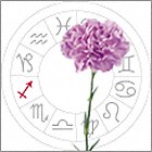 Carnation