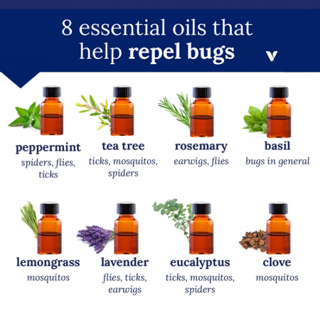 8 essential oils that help repel bugs with plant illustrations and oil bottles