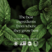 The best ingredients from where they grow best text with mint leaves background