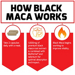 How Black Maca Works diagram