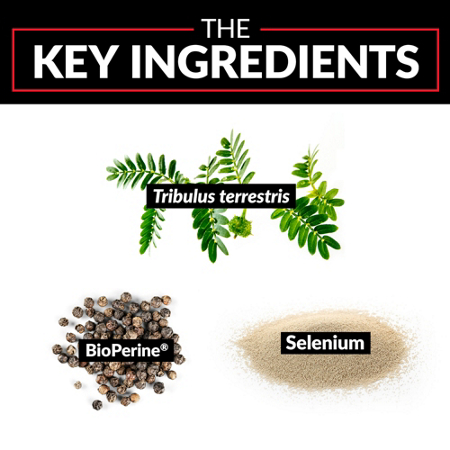 Tribulus Terrestris Supplement for Men's Testosterone