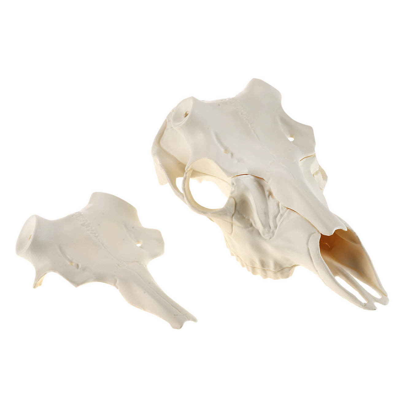 Mountain Mike's Reproductions Universal Skull Master Antler Mounting Kit for sale online 