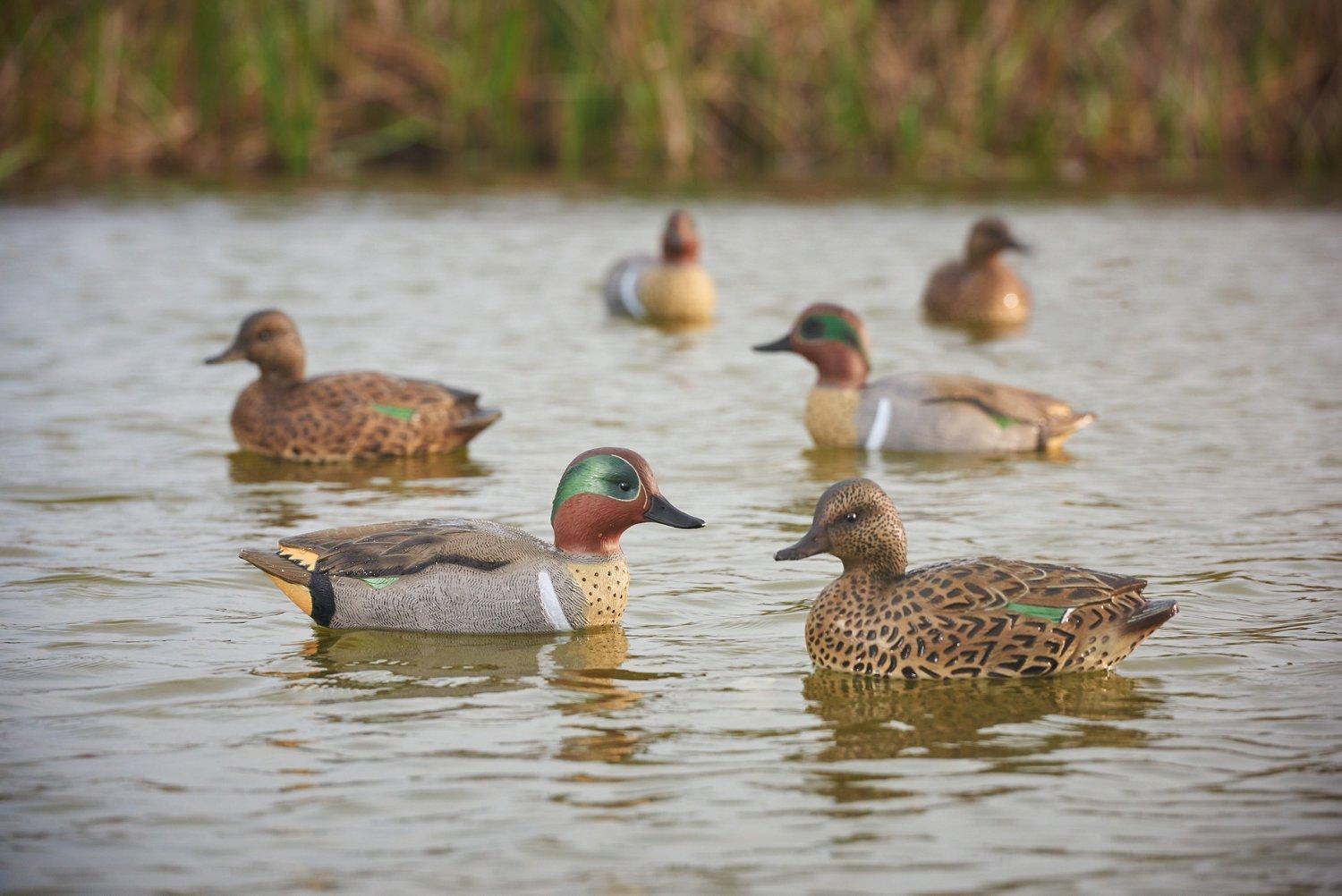 Game Winner® Carver's Edge Series Green Wing Teal Decoys 6Pack Academy