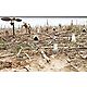 MOJO Outdoors Dove A Flickers Decoys 4-Pack                                                                                      - view number 2 image