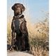 Browning Neoprene Dog Vest                                                                                                       - view number 5 image