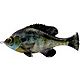 Savage Gear Pulse Tail Bluegill 4 in Swimbait                                                                                    - view number 1 image