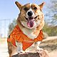 Pets First University of Tennessee Mesh Dog Jersey                                                                               - view number 3 image