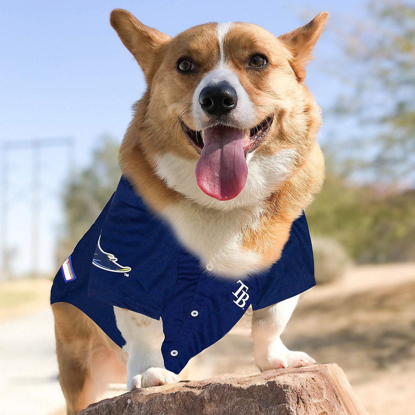 Pets First Tampa Bay Rays Mesh Dog Jersey                                                                                        - view number 3