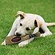 Pets First Baltimore Orioles Baseball Bat Dog Toy                                                                                - view number 2 image