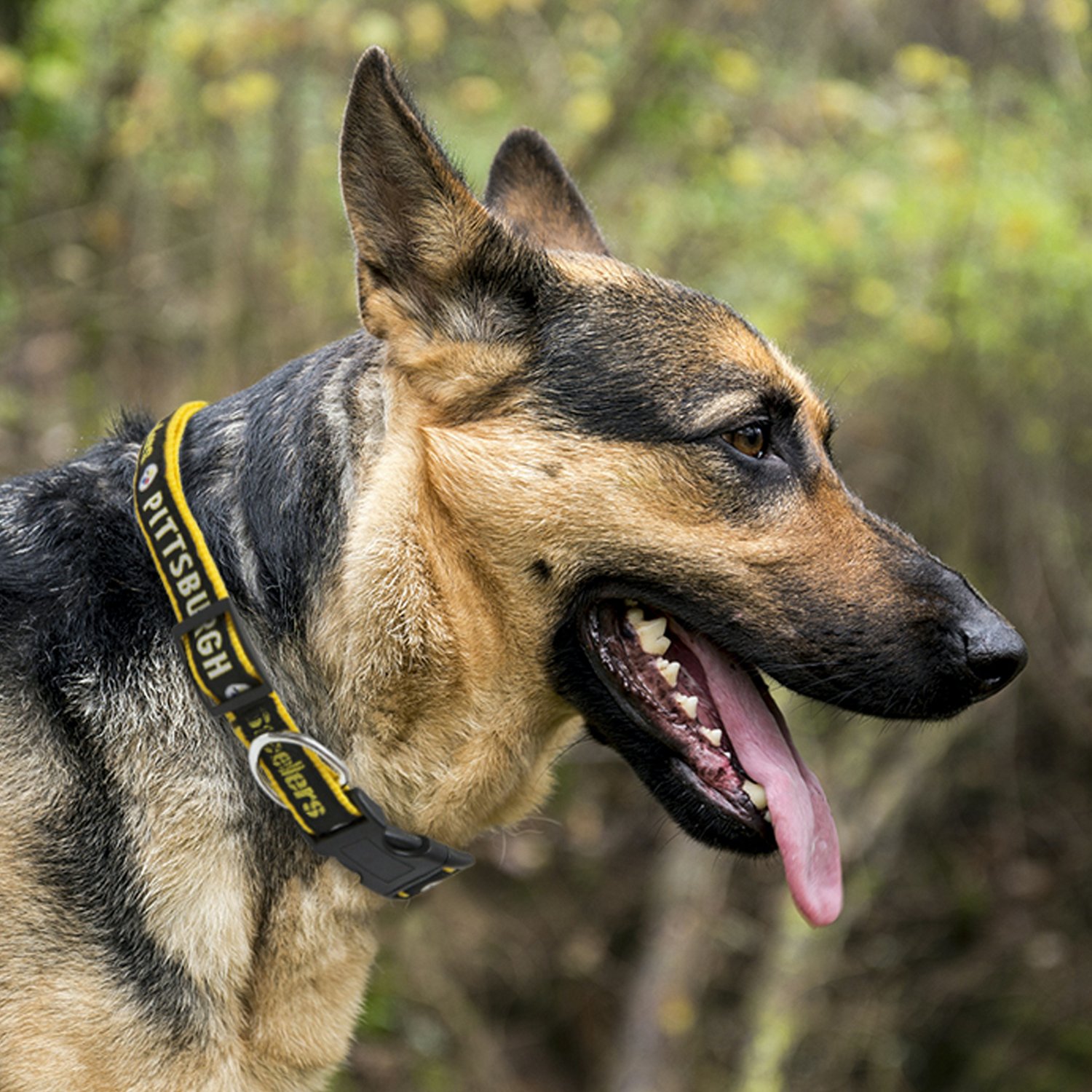 pittsburgh steelers dog collar