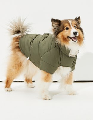 american eagle dog sherpa