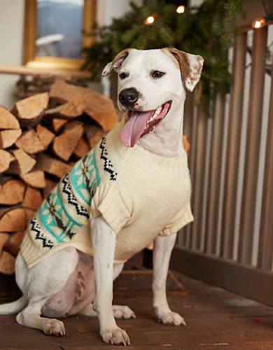ABO Fairisle Dog Sweater