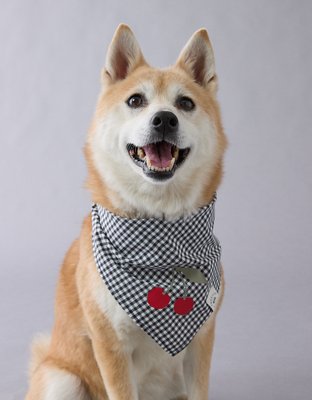 ABO Gingham Cherry Dog Bandana