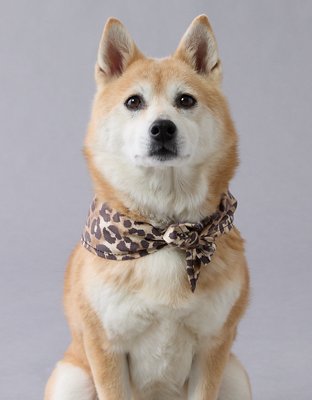ABO Leopard Dog Bandana