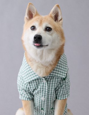 Женская рубашка American Eagle ABO Gingham Hearts Button-Up Dog, цвет: Зелёный — фото 5