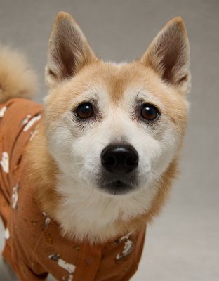 ABO Snoopy Fall Leaves Plush PJ Shirt