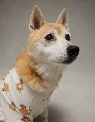ABO Pumpkin Bear Plush Dog PJ Set
