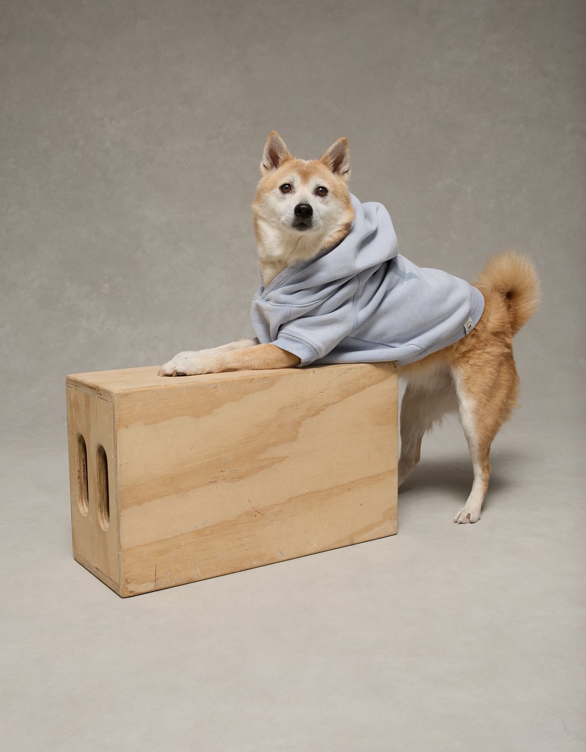 ABO Everyday Luxe Dog Hoodie - image 5