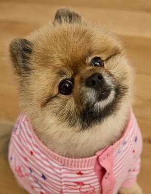 Женский свитер American Eagle ABO Snoopy 4th of July Dog, цвет: Красный — фото 6