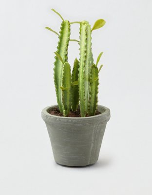Potted Cactus - 
